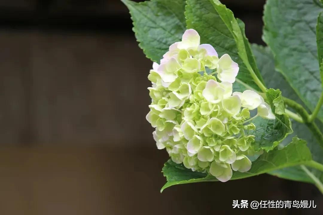 “正是红稀绿暗时，花如圆玉莹无疵”青岛嫚镜头下花花草草之绣球