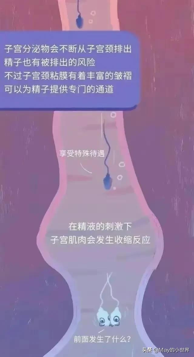 精子进入女性体内，会发生什么？