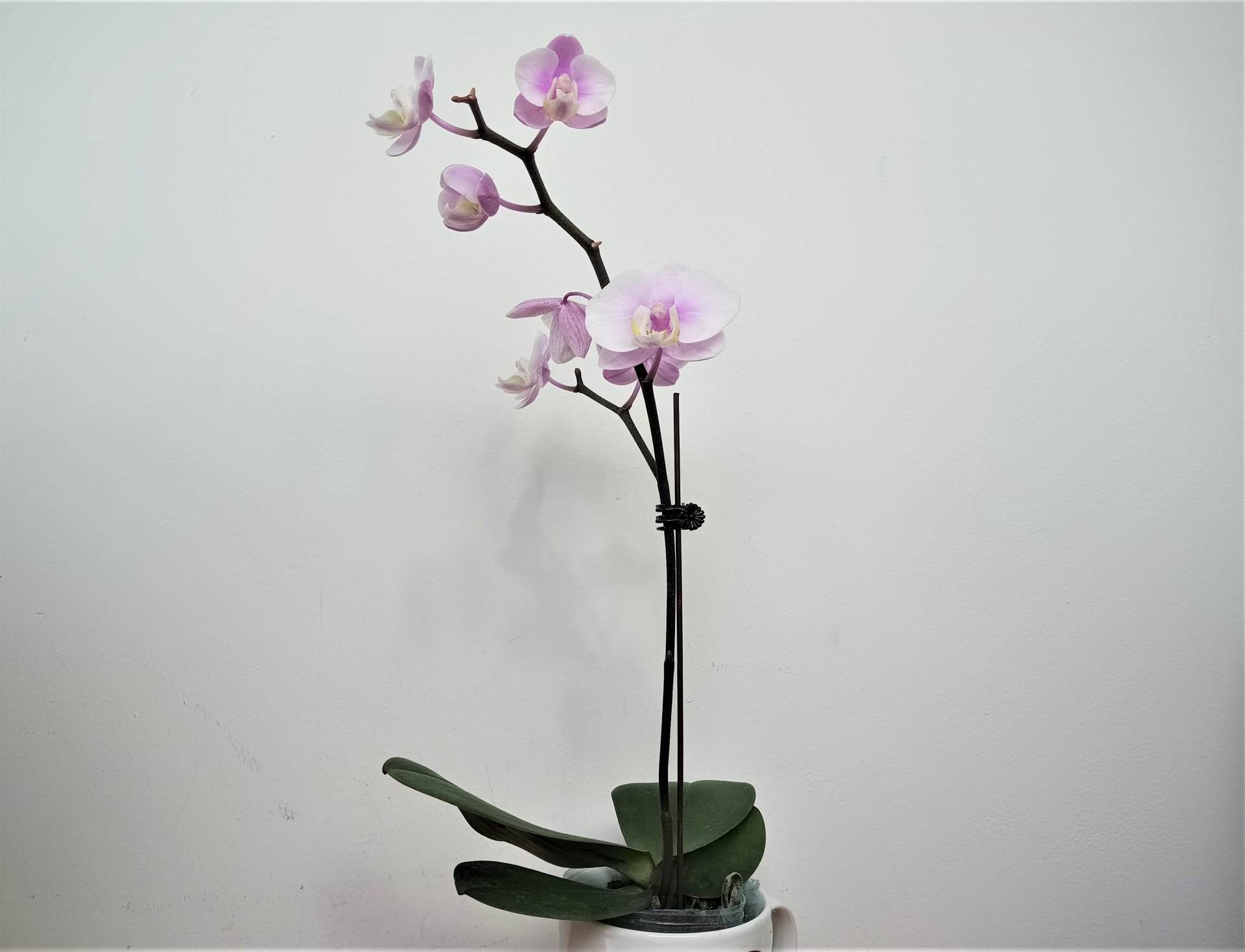 设计很怪异的功能却强大,设计诡异