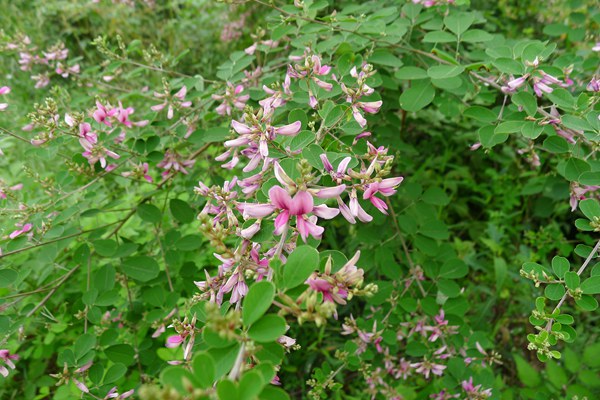 藏在身边的“减肥草”，民间俗称“随军茶”，对瘦身有奇效