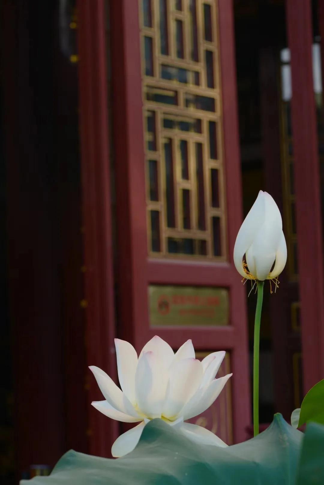 广州六榕寺最近开放吗,广州六榕寺碑文