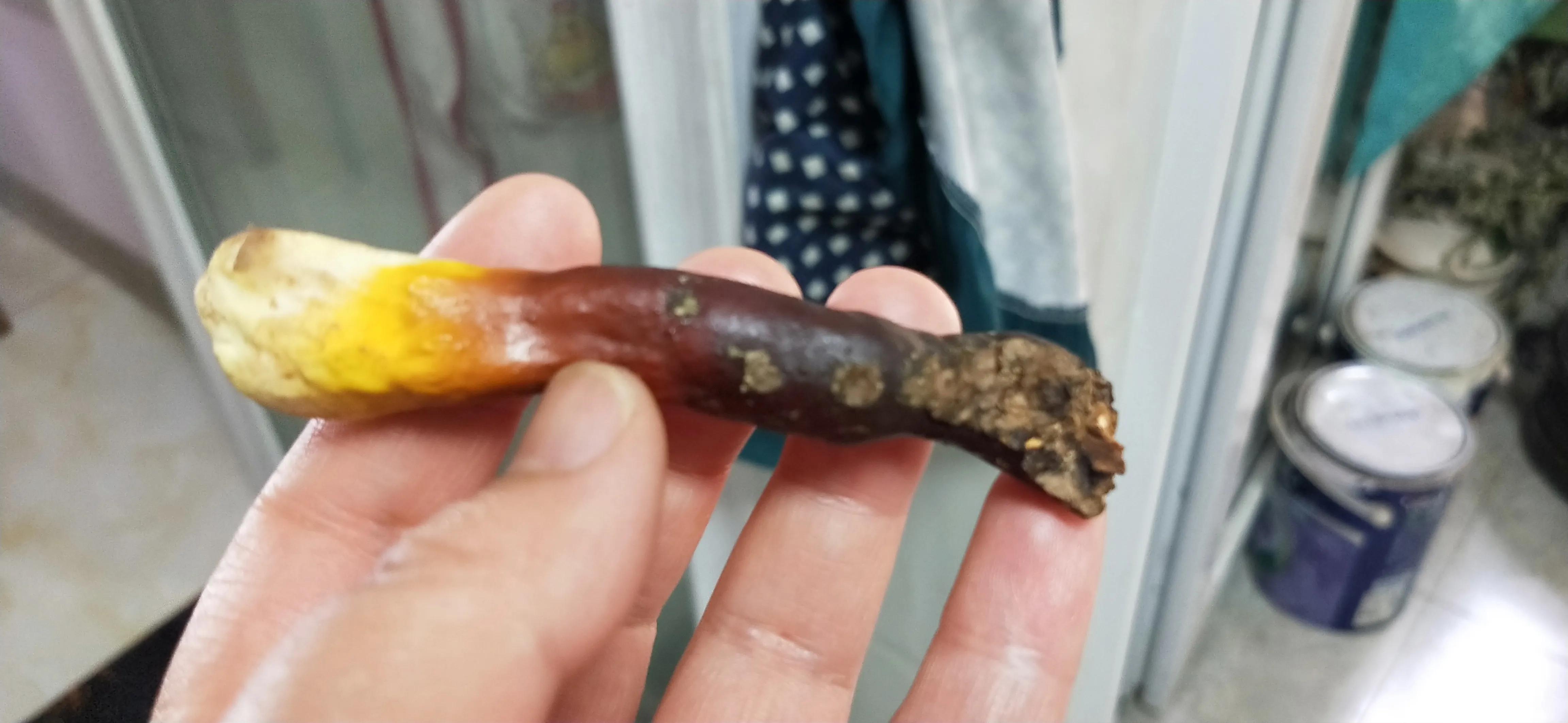 偶遇灵芝,有缘才能见到灵芝