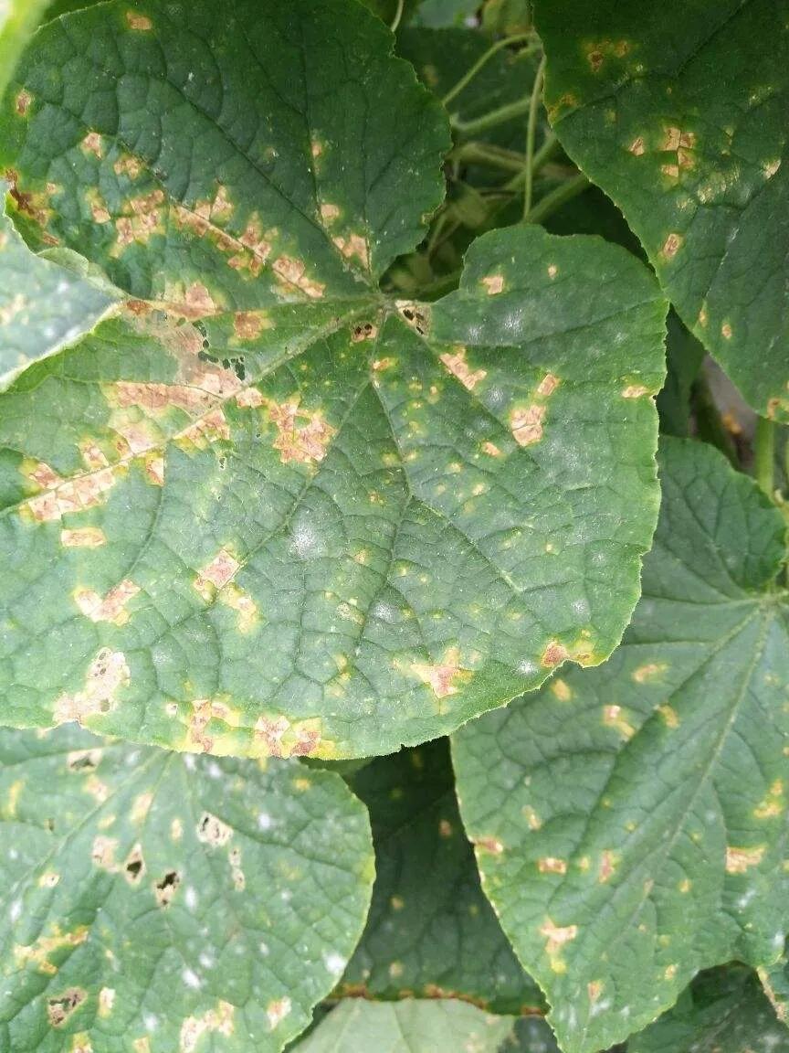 用白醋浇黄瓜的正确方法,用醋喷黄瓜有什么作用