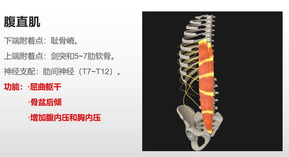 7个公认最有效的腹肌练法,如何最快练腹肌和马甲线一块练