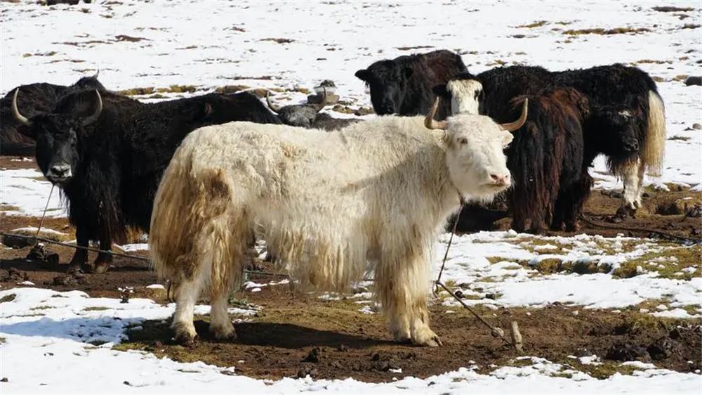 可可西里藏羚羊盗猎事件视频,可可西里狼被带走