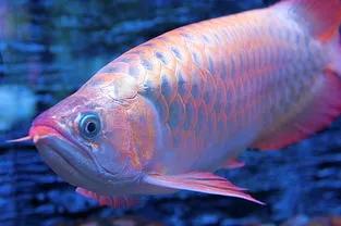 鱼缸里的水老是浑浊是什么原因,硝化细菌多了水变浑浊死鱼