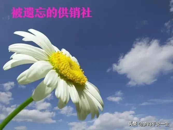 我经历的供销社变迁,我在七零供销社上班