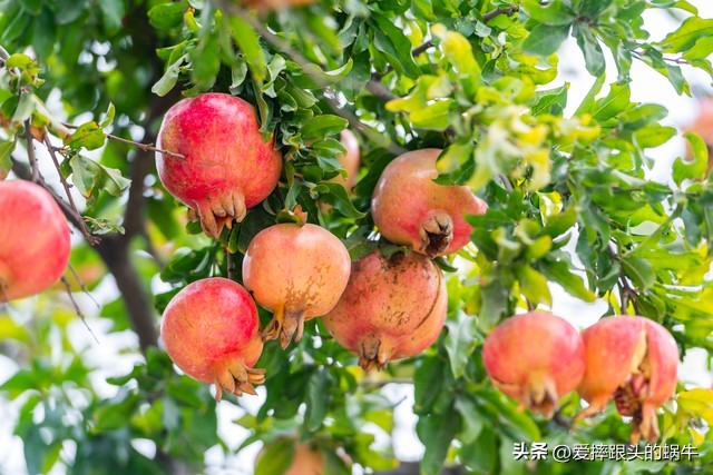 石榴花壁纸生如夏花,石榴花盛开的夏天