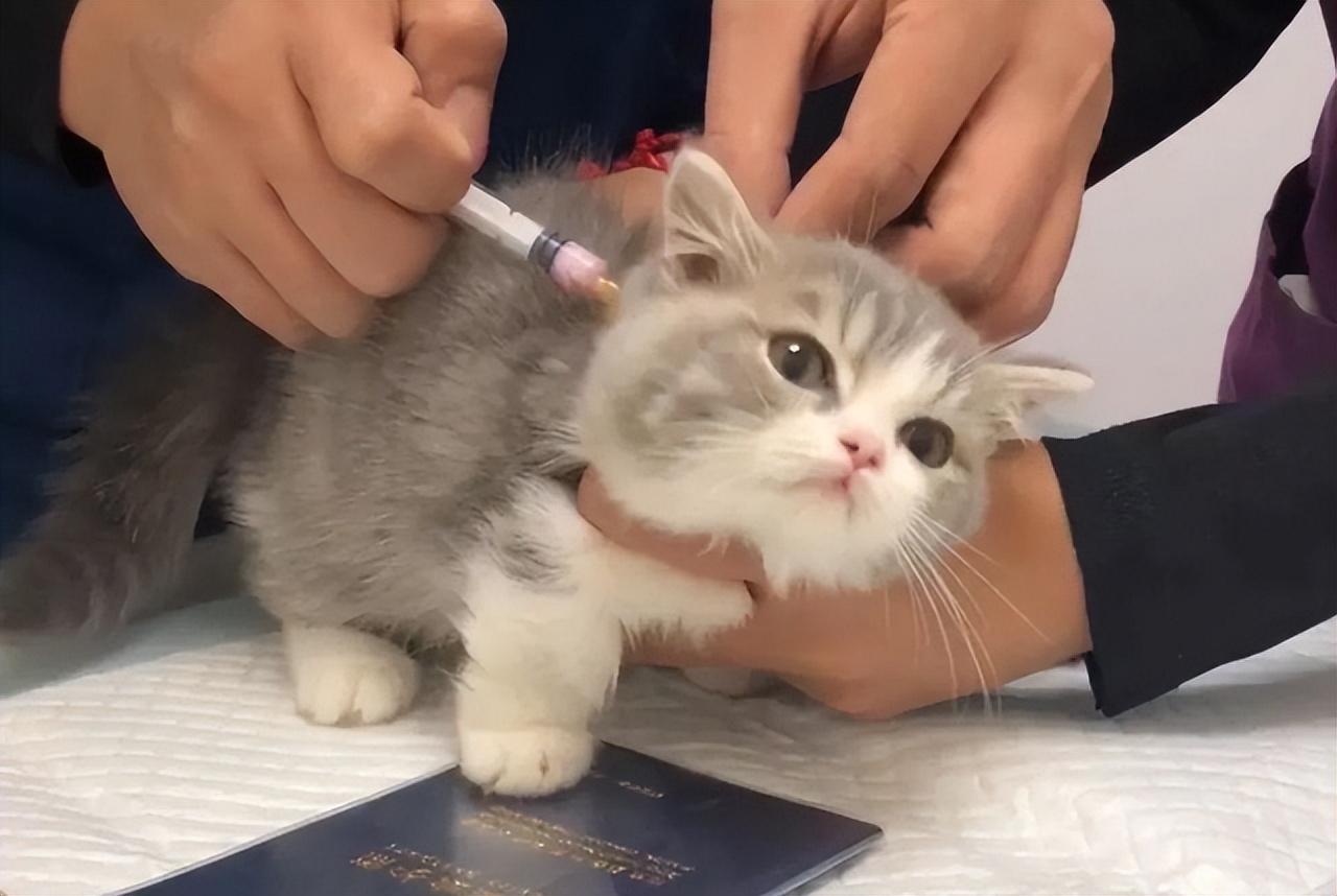 女性养猫的危害大吗,养猫注意事项和危害