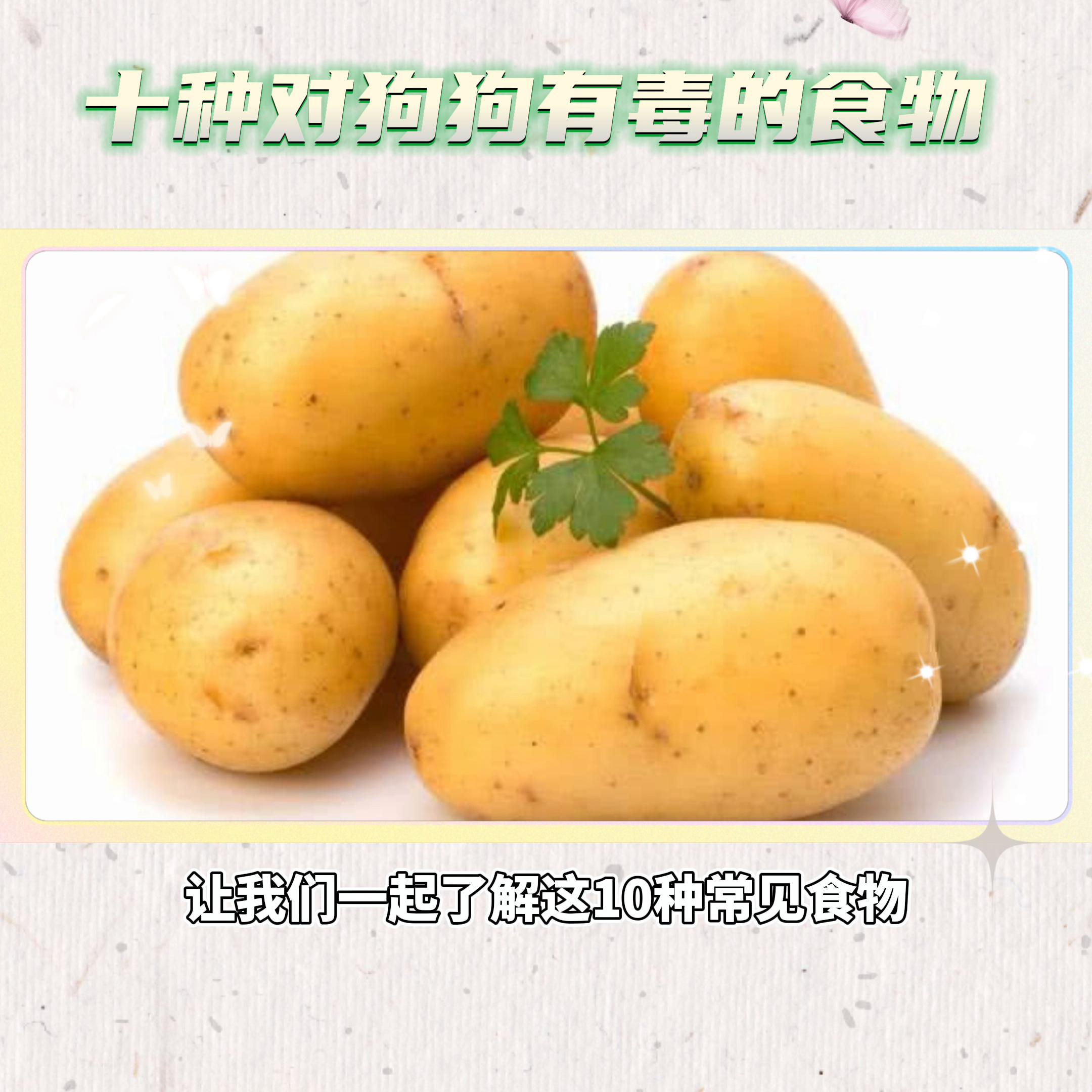 对狗狗致命的禁忌食物,揭秘狗狗九种不能吃的食物