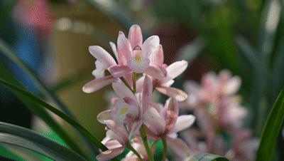 四会石狗镇兰花展今年什么时间,石狗镇程村兰花展馆