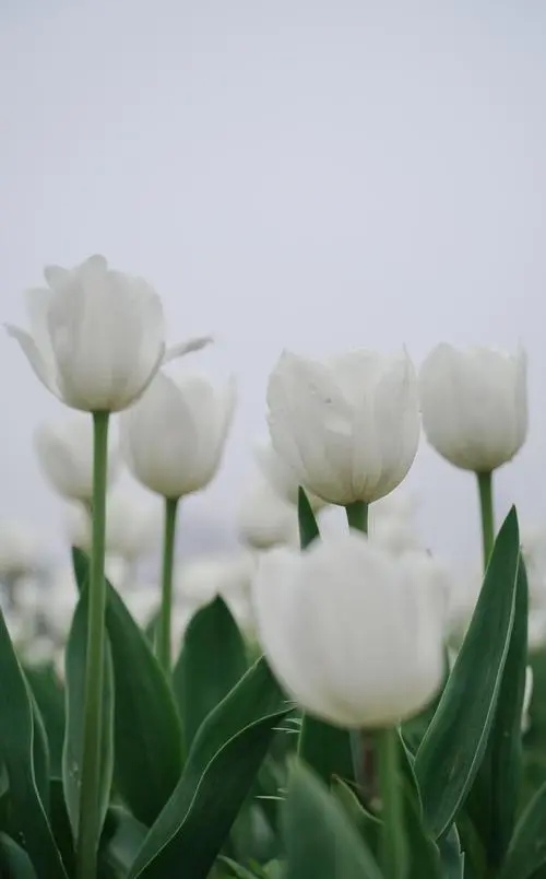 人生要想活得优雅美丽句子,不要忘记自己的优雅和美丽