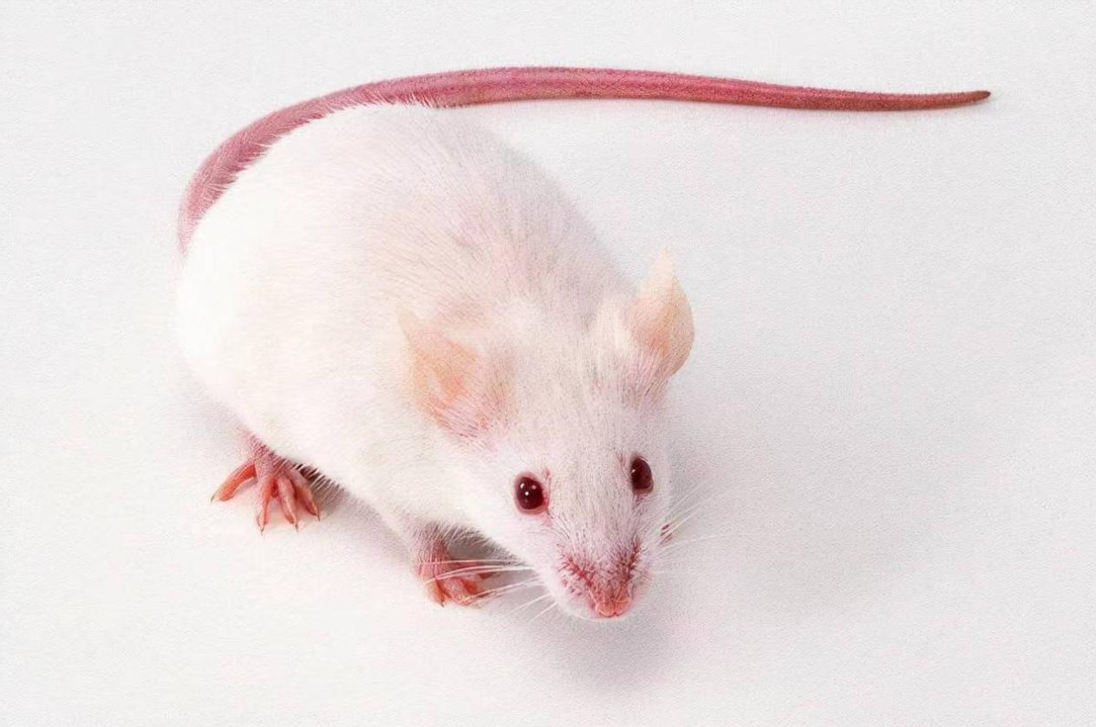 美国8只白鼠进入乐园,美国将8只白鼠放进乐园