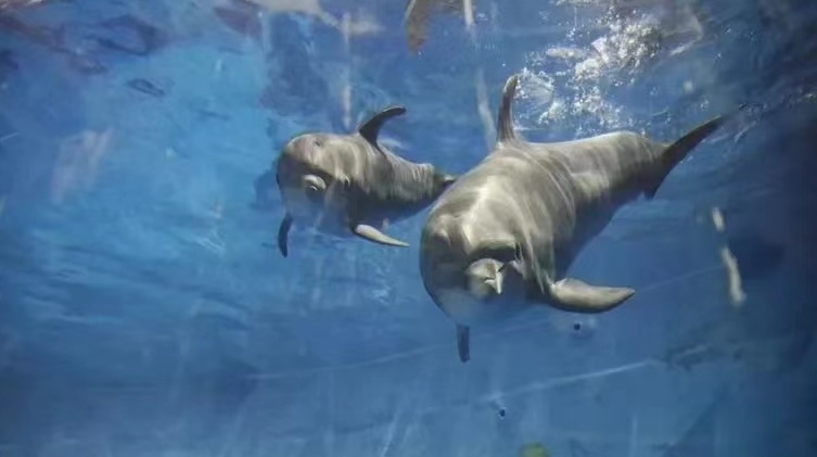 小海豚重庆南川,小海豚2岁4个月