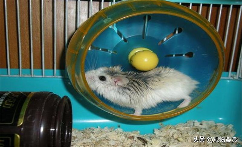 仓鼠用什么跑轮不卡脚,仓鼠不会玩跑轮还可以用什么训练