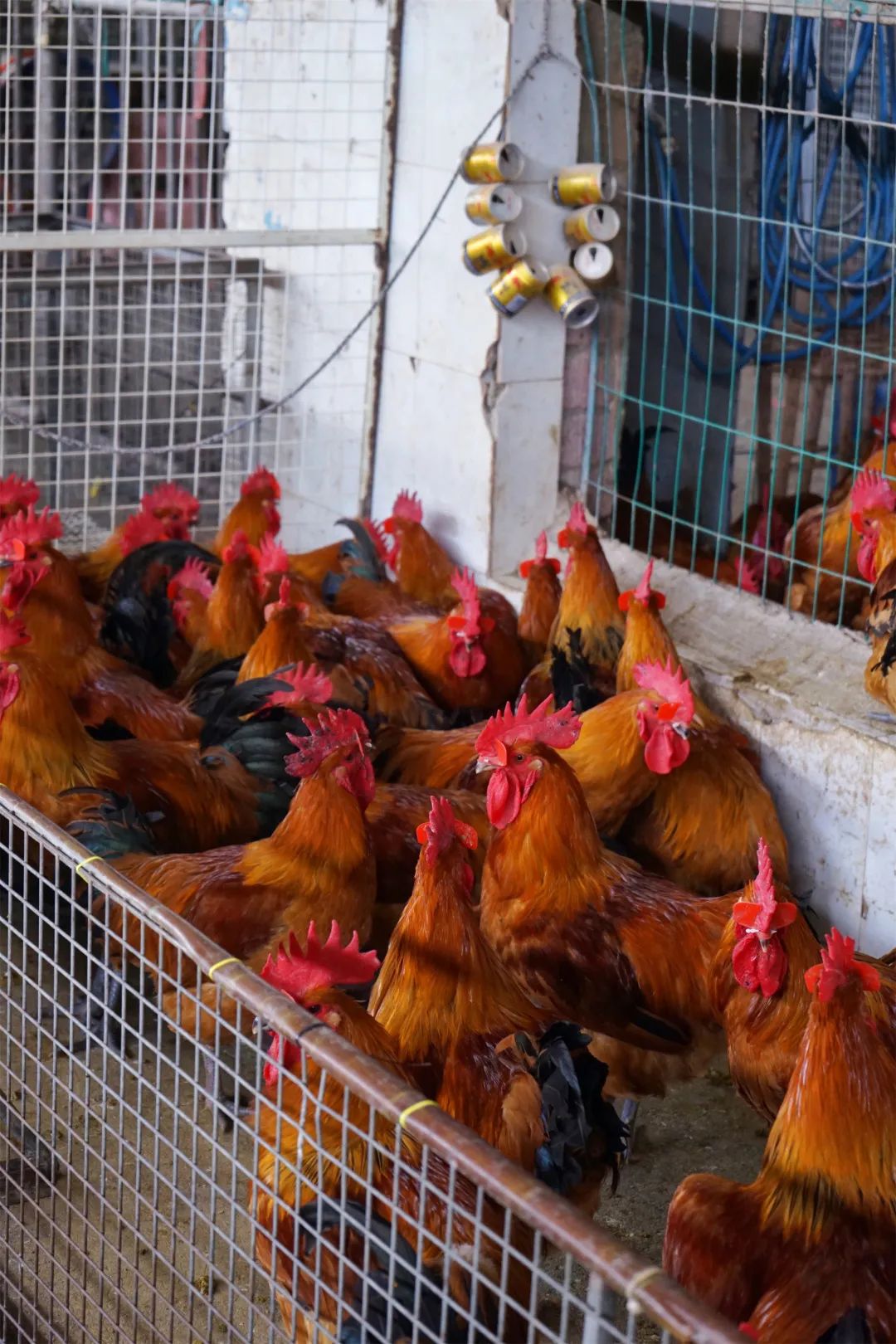 三联鸡鸭市场在哪里,三联市场家禽