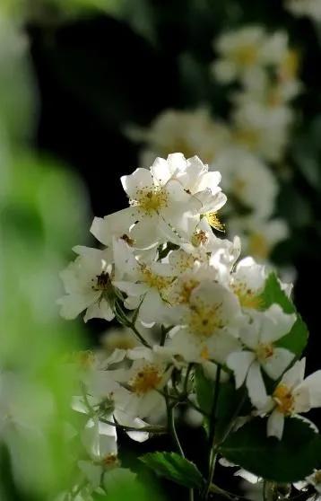 花开荼蘼花事了诗句,花开到荼蘼的诗句