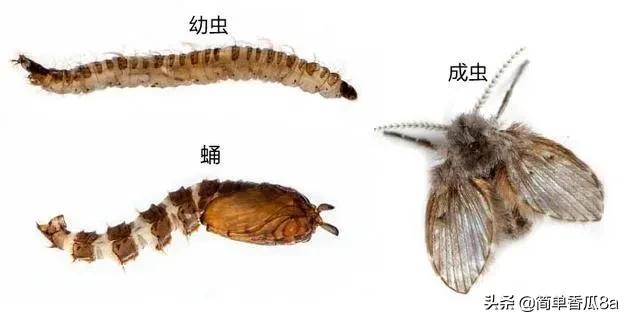 卫生间的小飞虫老是灭不掉怎么办,卫生间飞虫多怎么消灭