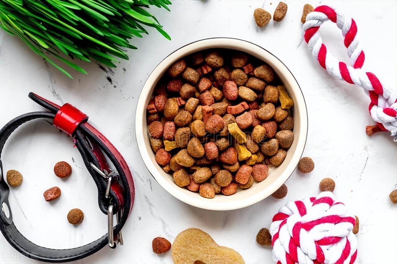 养狗到底有多费钱,养狗哪些不是智商税