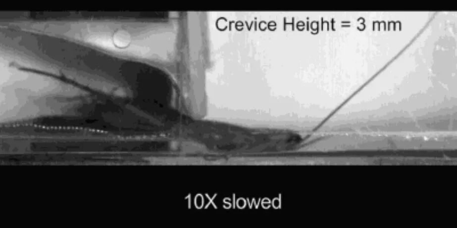 蟑螂小强生命力顽强,蟑螂小强生命力