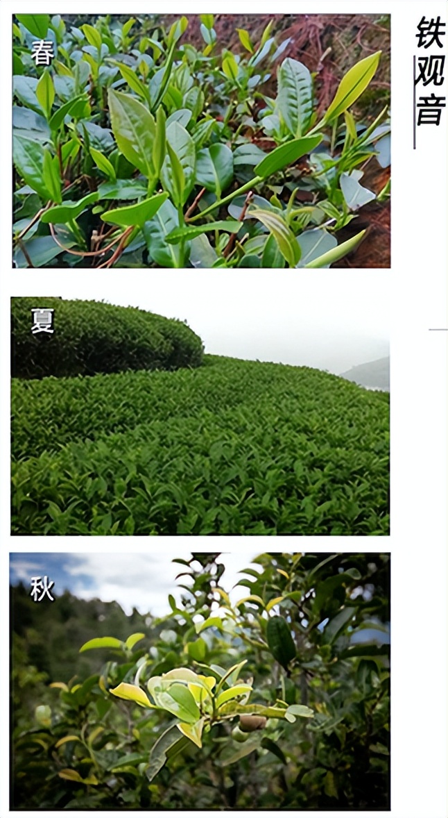 春茶的七大禁忌,四季春茶做什么茶比较好