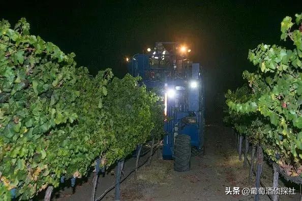 正宗葡萄酒酿造法,葡萄酒酿造步骤精简