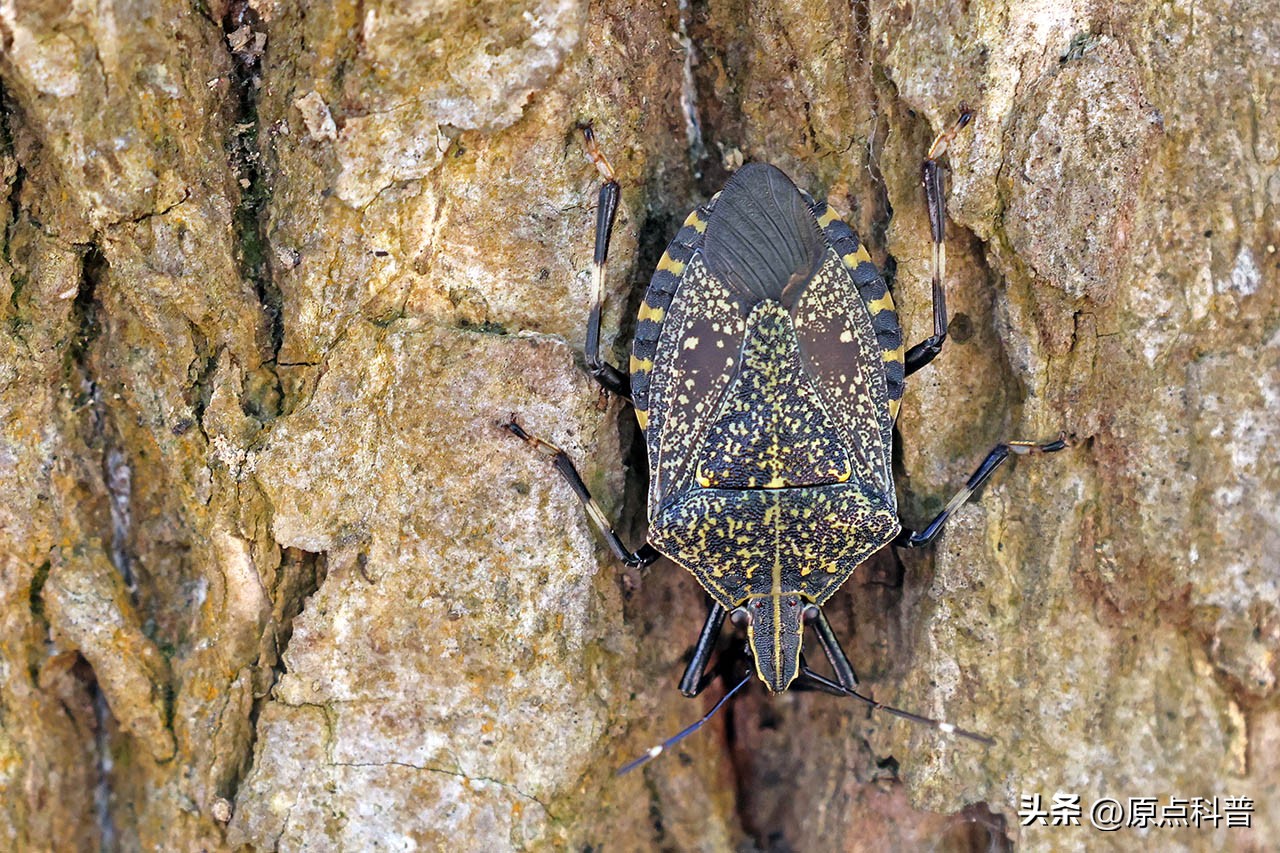 美国的昆虫入侵,盘点入侵美国的七大昆虫