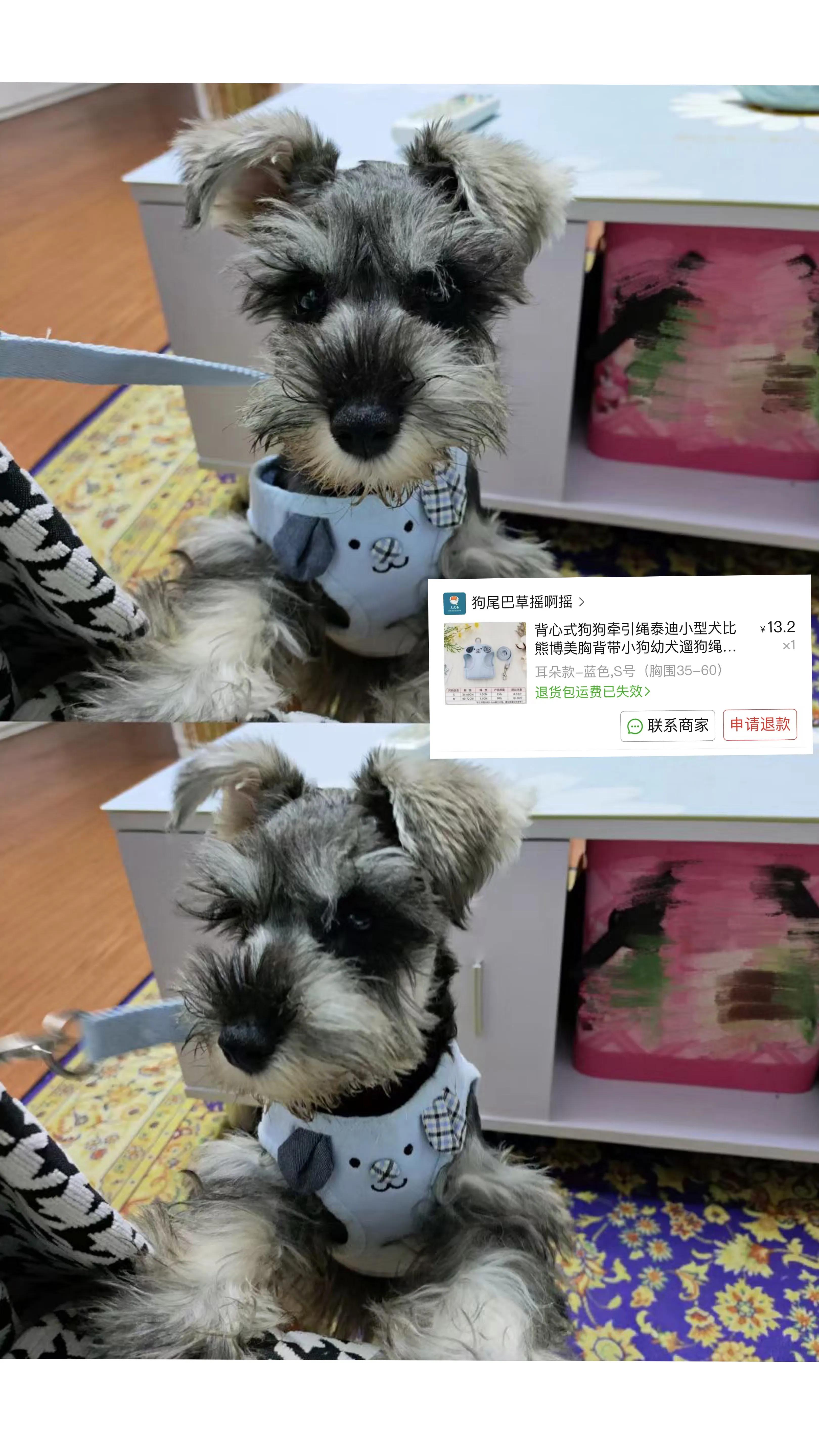 1-12月保姆级养狗指南,新手养狗保姆级教程