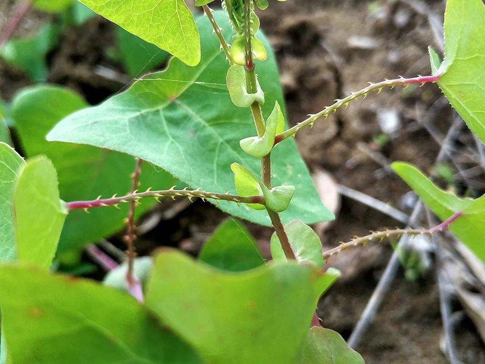 农村13道特色美食,13道农村特色美食