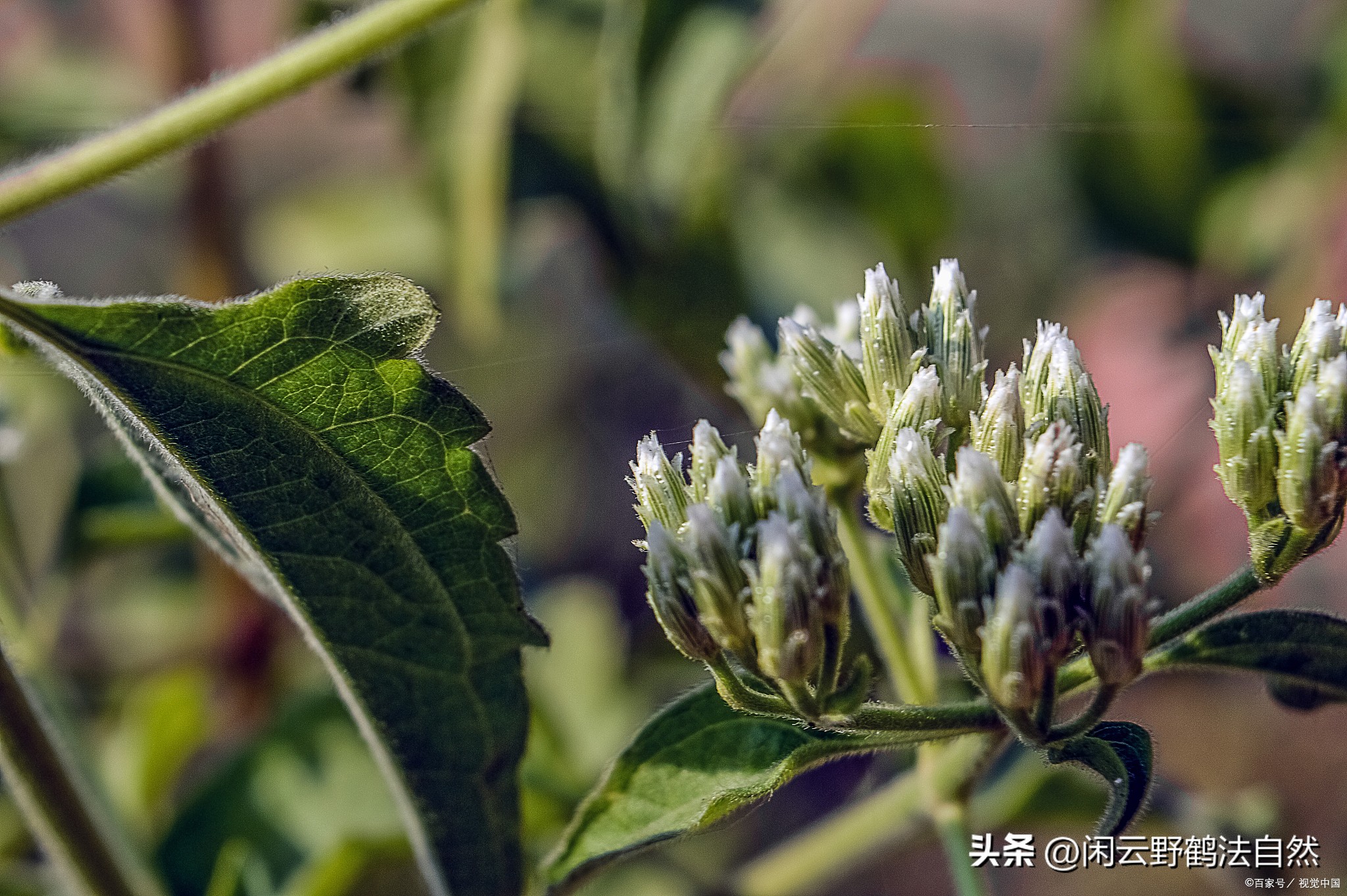 杜仲雄花新资源食品超微粉碎生物利用好吸收