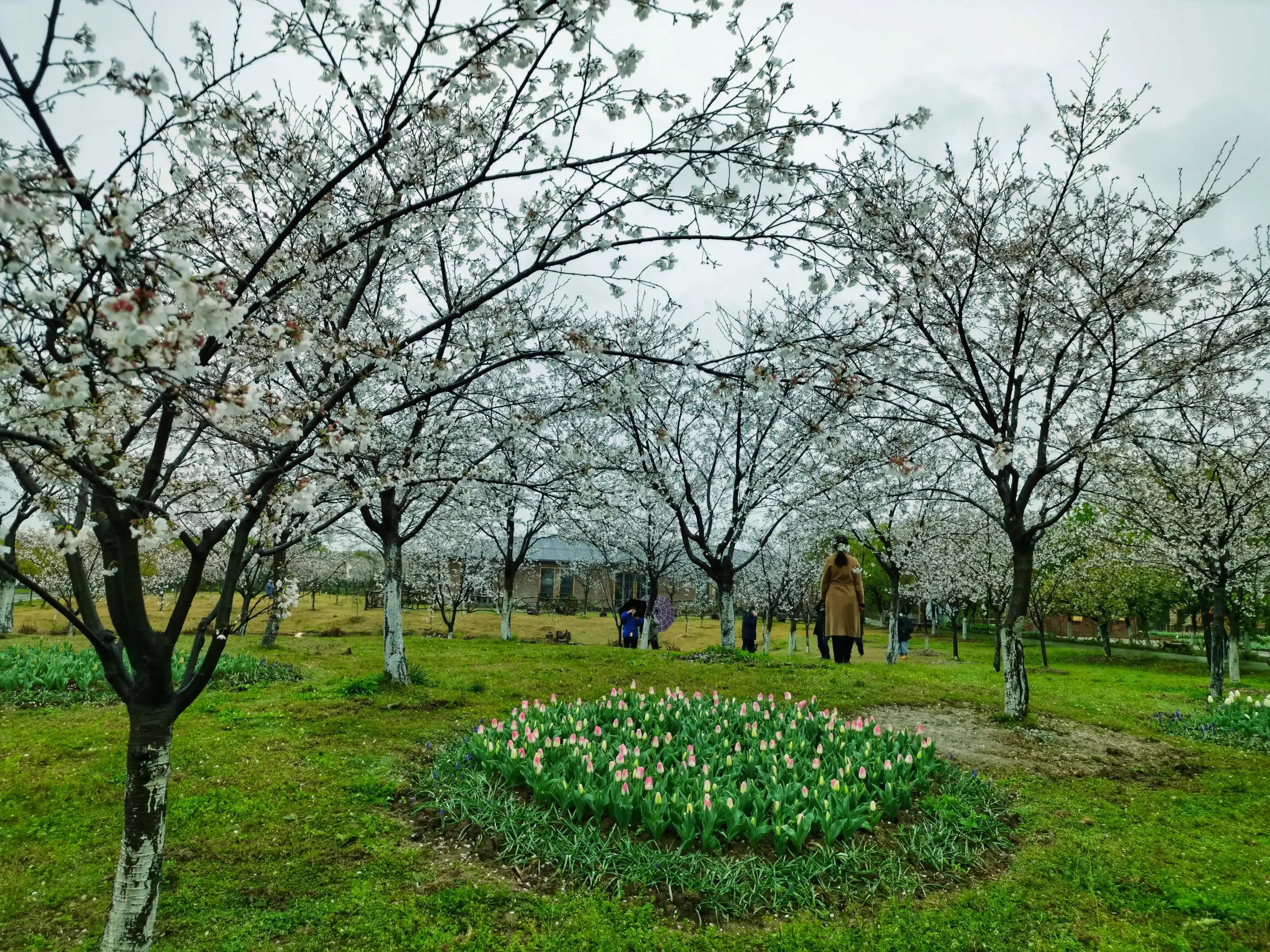 湖北宜昌花海赏花,枝江同心花海四月有什么花