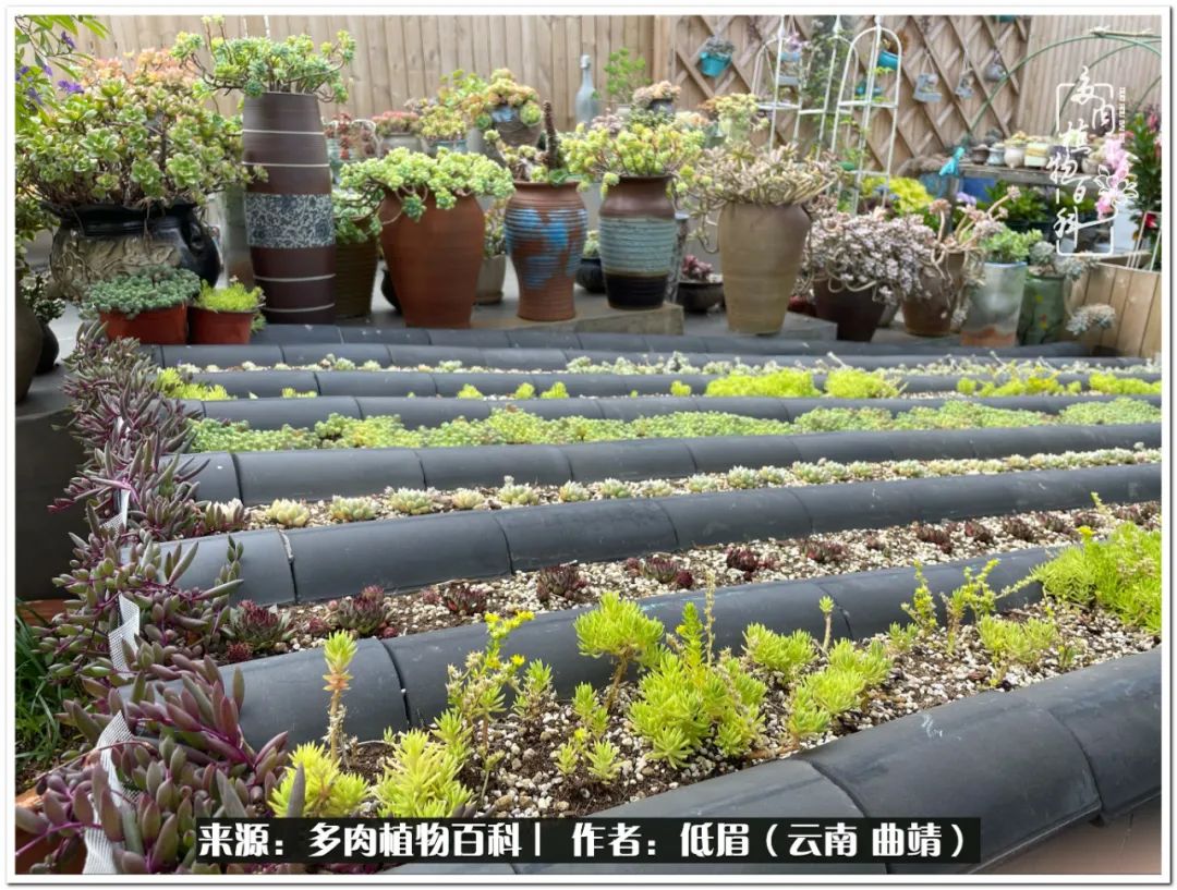 养了8年的多肉,养了七年多肉