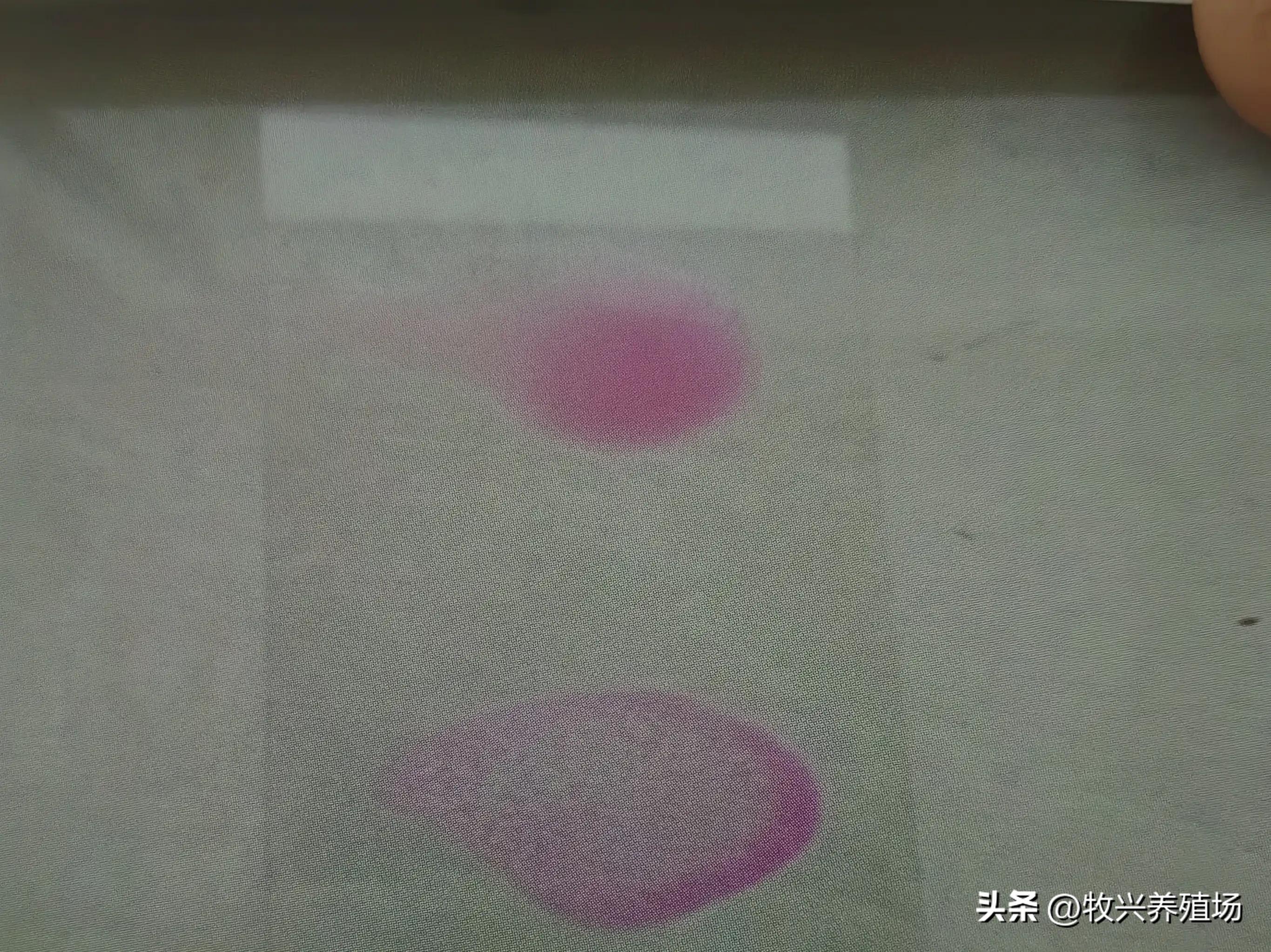 羊得这种传染病，孕羊不是流产就是死胎，养羊人十有八九会被传染