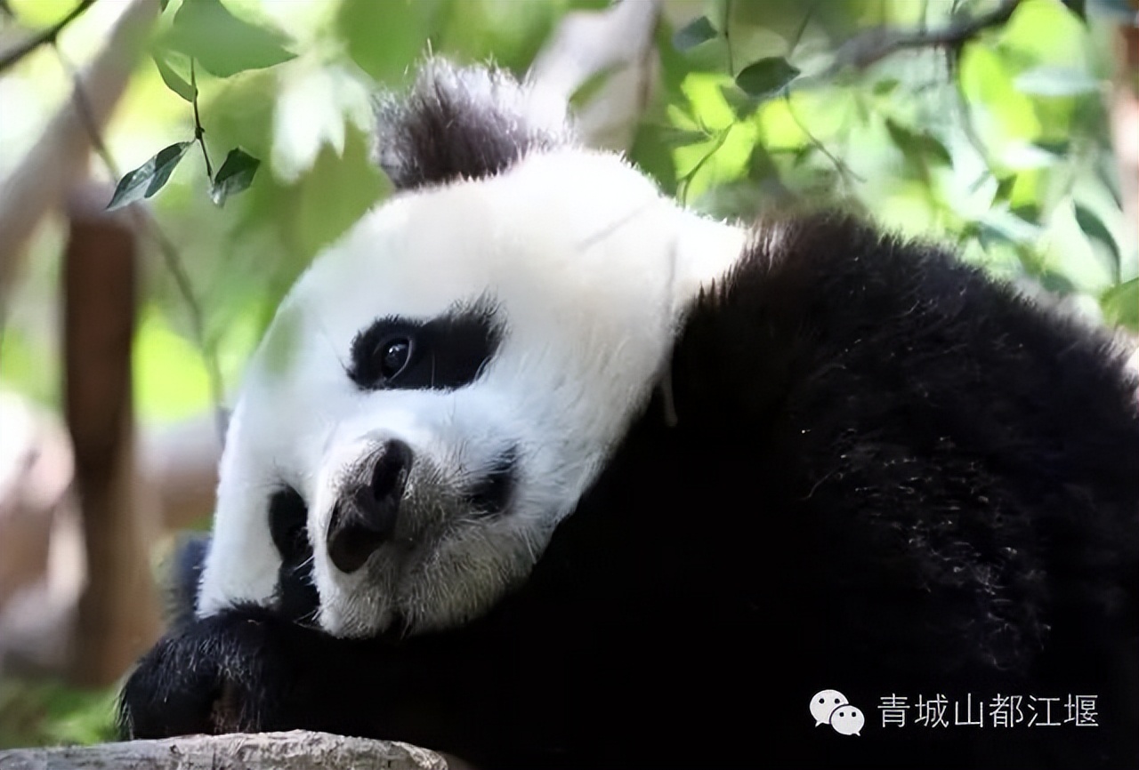 端午小长假怎么玩？水灵妹为你奉上超细致的都江堰深度游、休闲游、畅快游旅行攻略，绝对实用！