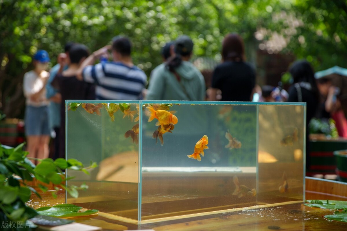 金鱼好养吗养金鱼的注意事项,金鱼怎么养才能养好不生病