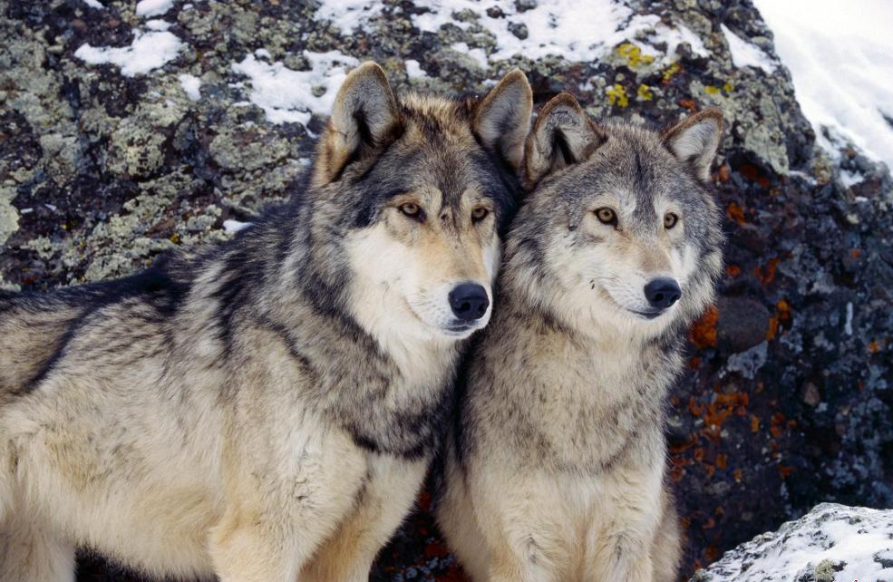 中华田园犬的血统是狗中最高贵的,中华田园犬五大名狗品种