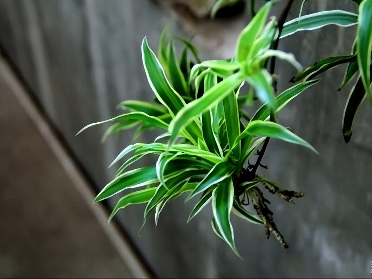 花卉养殖的技巧室内养什么花最好,什么大型花卉比较耐阴又好养