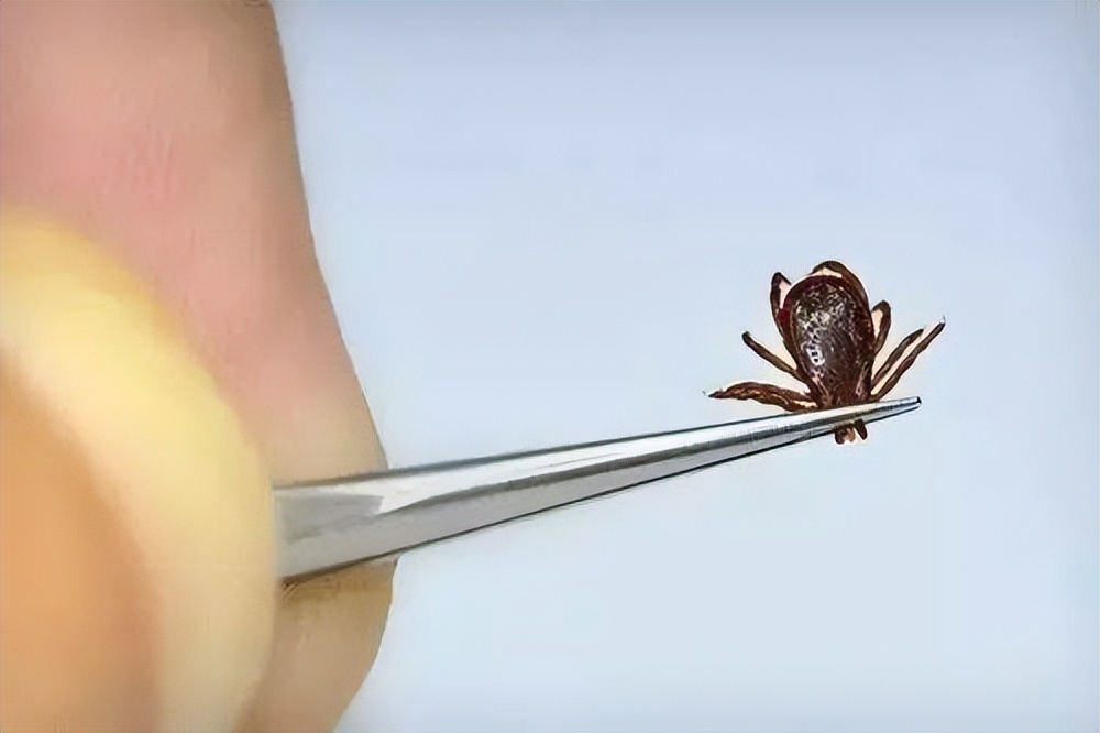 除跳蚤的喷雾,跳蚤药喷雾剂除蚤速度