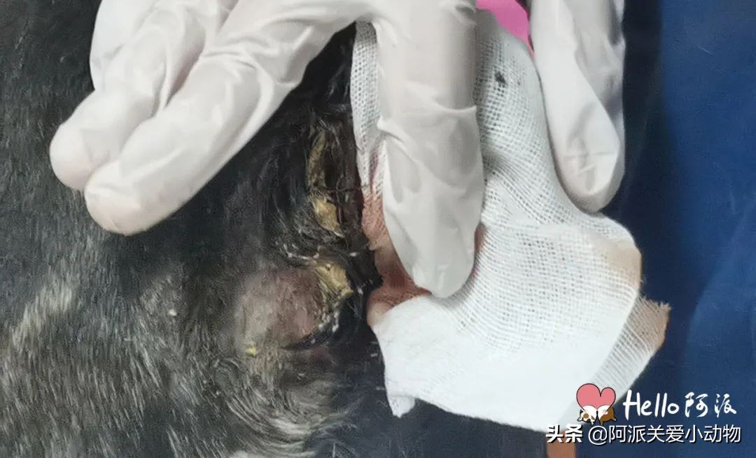 玄武门：黑色肌肤下，它背着一窝苍蝇卵垂死流浪