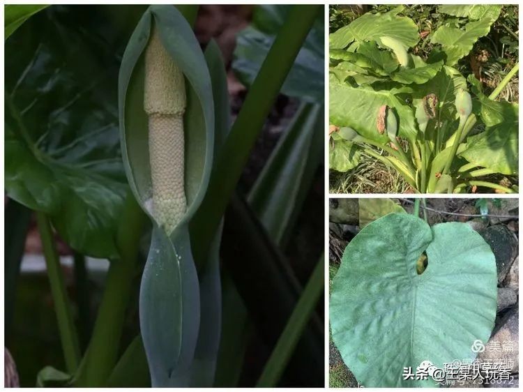 石家庄挖野菜攻略,挖野菜攻略