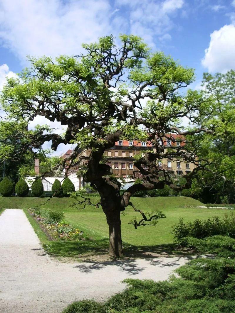 槐树的花吃了有毒吗,槐树花开花有毒吗