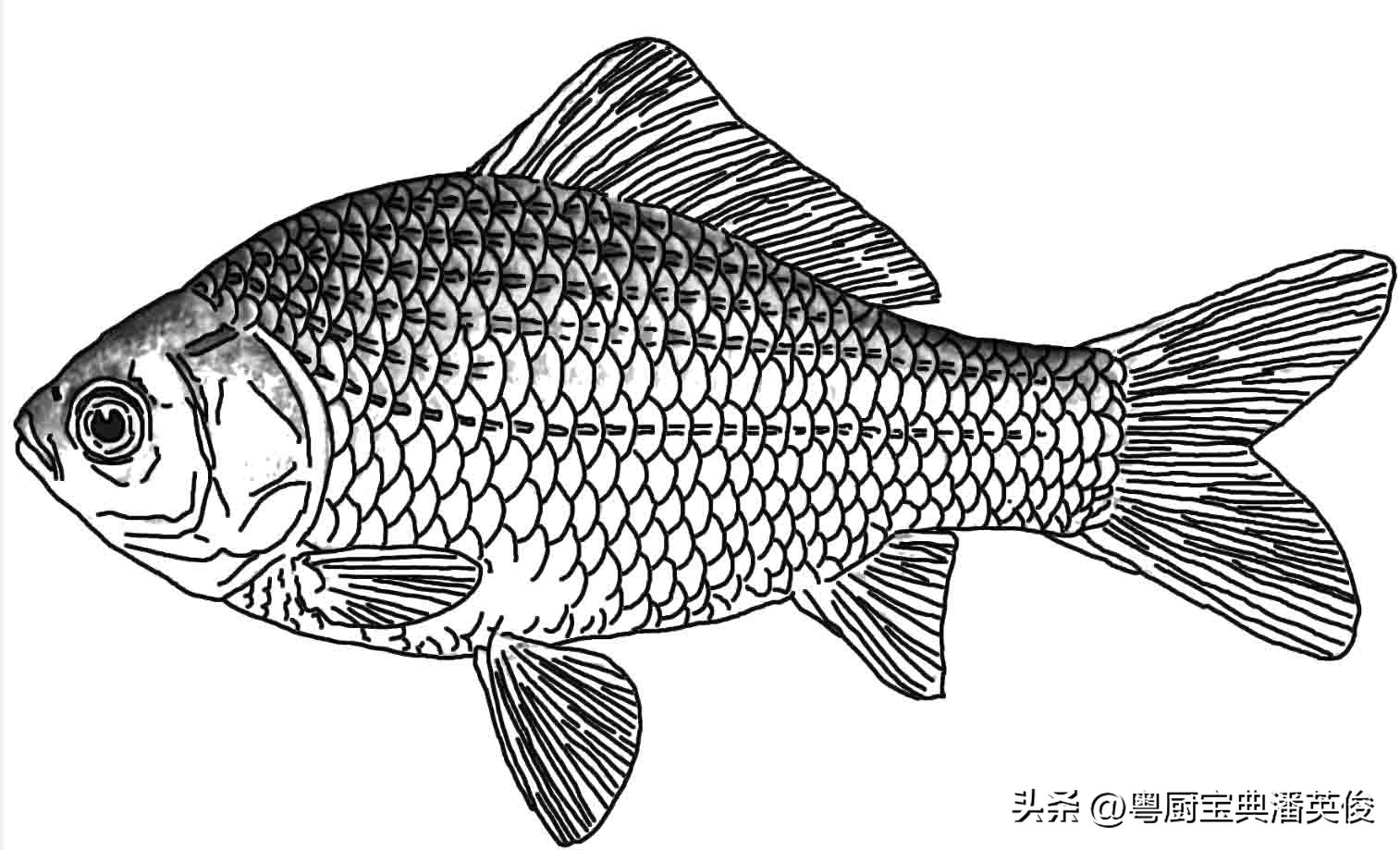 鲫鱼品种大全及喜欢吃什么,鲤鱼鲫鱼淡水鱼品种