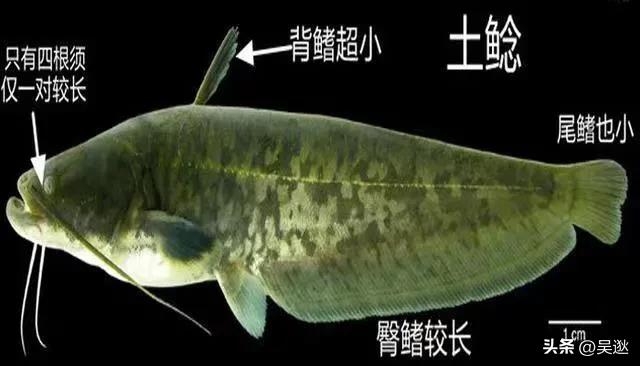 放生是否为了求功德,放生塘鲺的功德