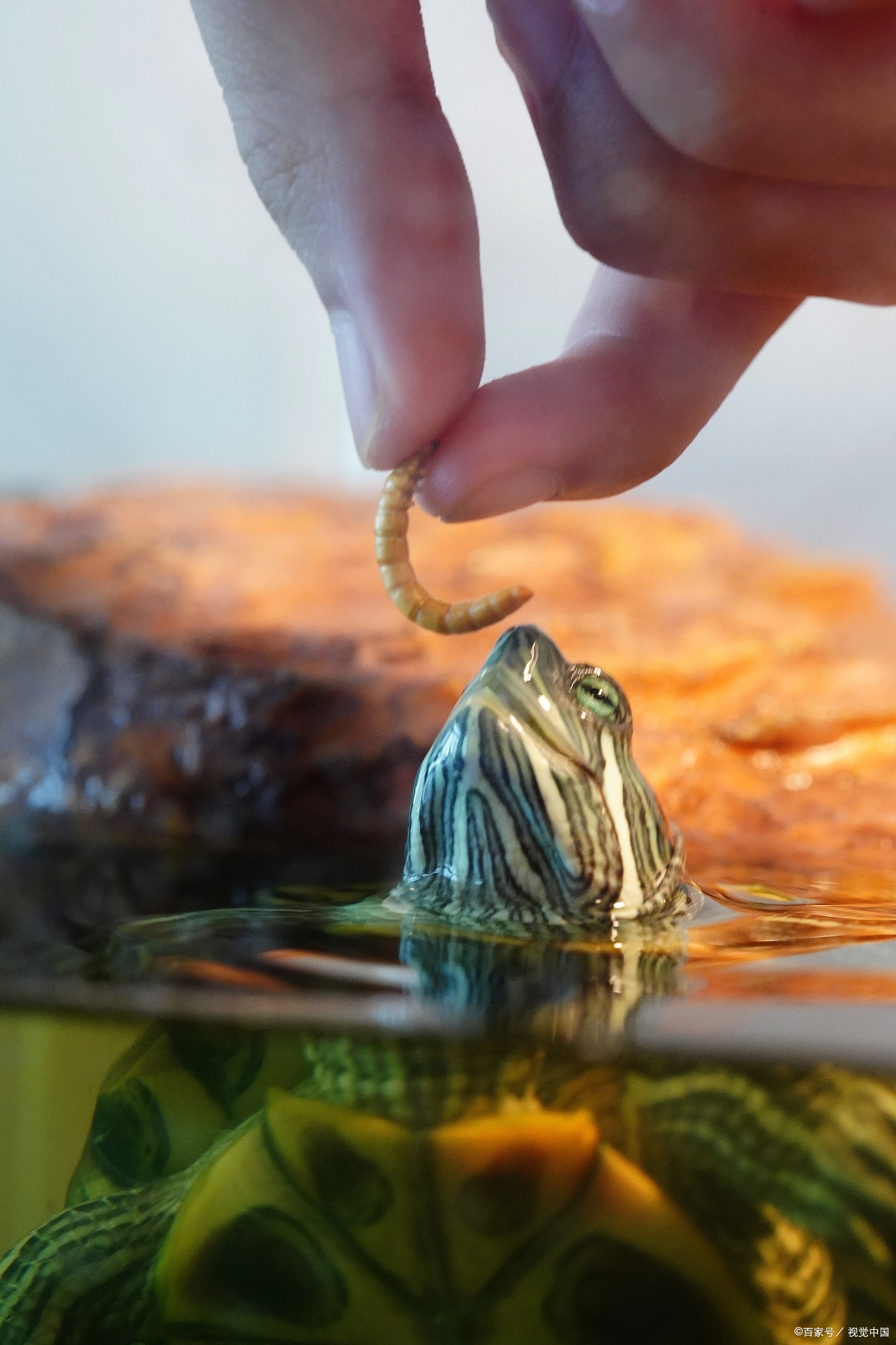 巴西龟不吃东西怎么办有几个原因,巴西龟不吃东西怎么办才能让它吃