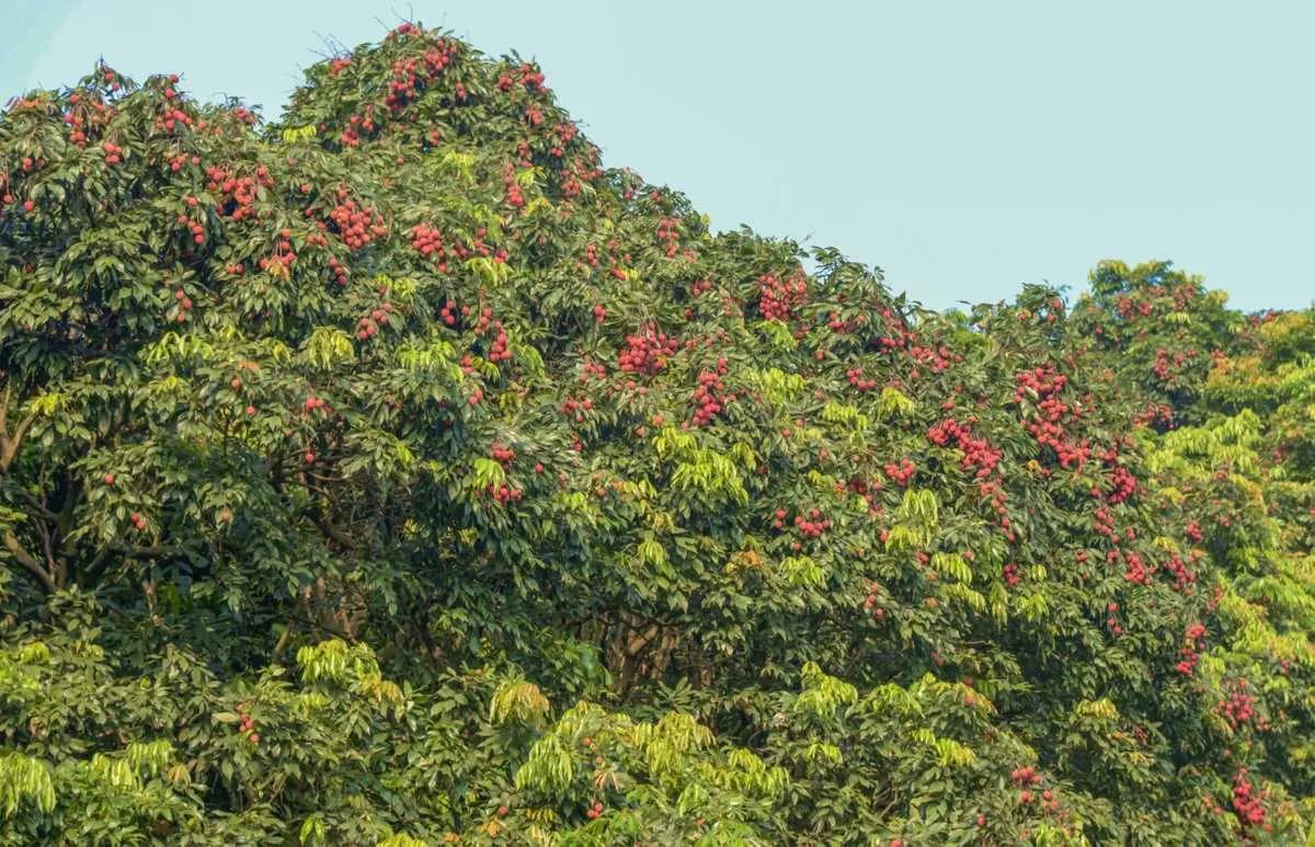 “水晶细嚼甜于蜜,满口生香玉露漙”,夏日里的荔枝又鲜又红又甜