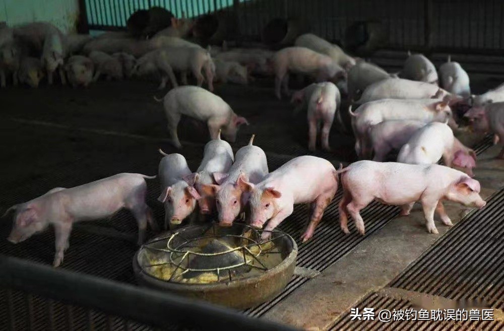 低成本高效益的养猪法,低成本发展养殖业