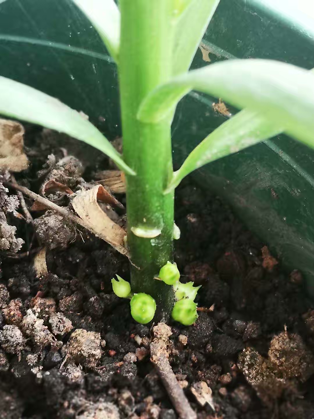 四季开花的室内盆栽种球花卉,爆盆又好养的种球花