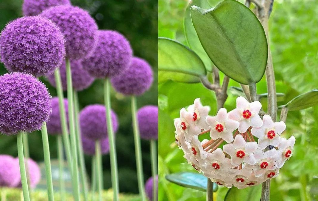 闀垮緱鍍忚冻鐞冧竴鏍风殑妞嶇墿,鍜岃冻鐞冩湁鍏崇殑妞嶇墿