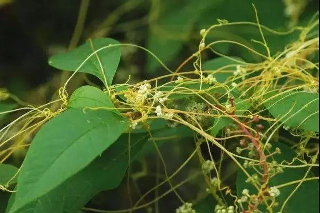 补肾精亏虚金锁固精丸,肾气不固肾精亏虚吃什么中药方剂