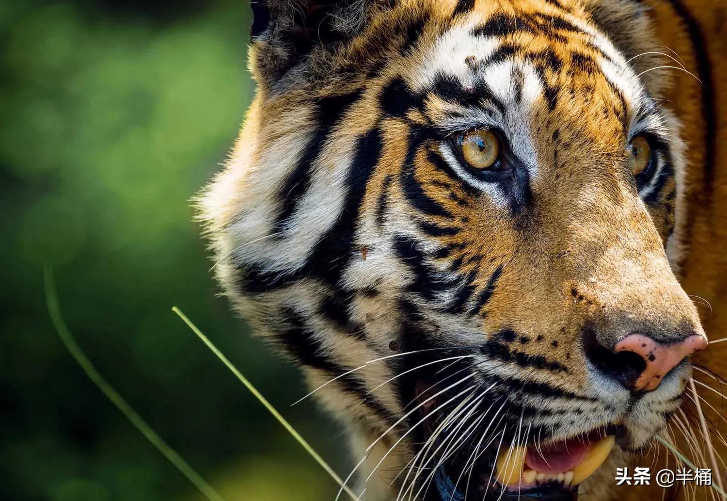 老虎在哪个地方比较有利自己,老虎的软肋是什么